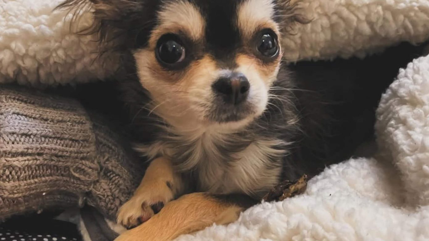 Furry friends | Irene’s Dry Cleaning