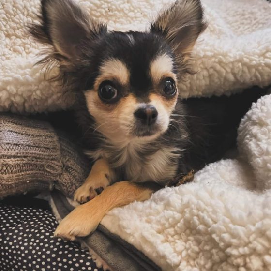 Furry friends | Irene’s Dry Cleaning