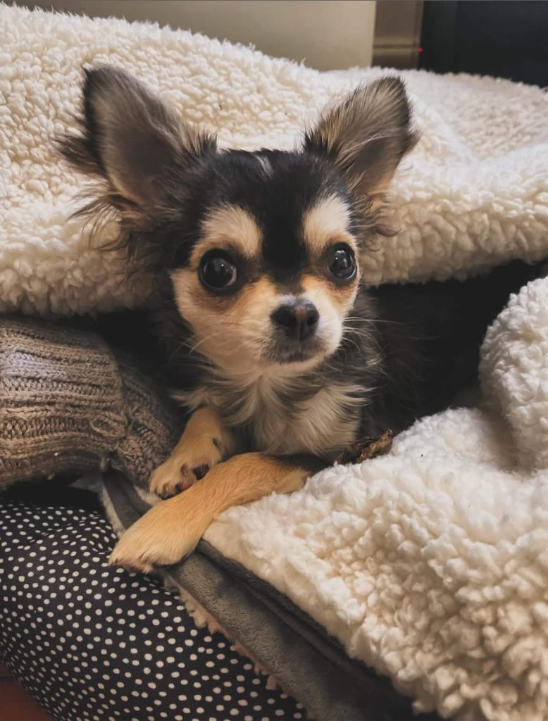 Furry friends | Irene’s Dry Cleaning